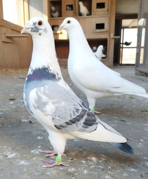  - Nu îmi aparțin 11