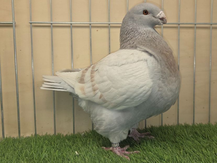 FEMELA 2022 - 1003 - PERECHI AGH 2026 - PLAN