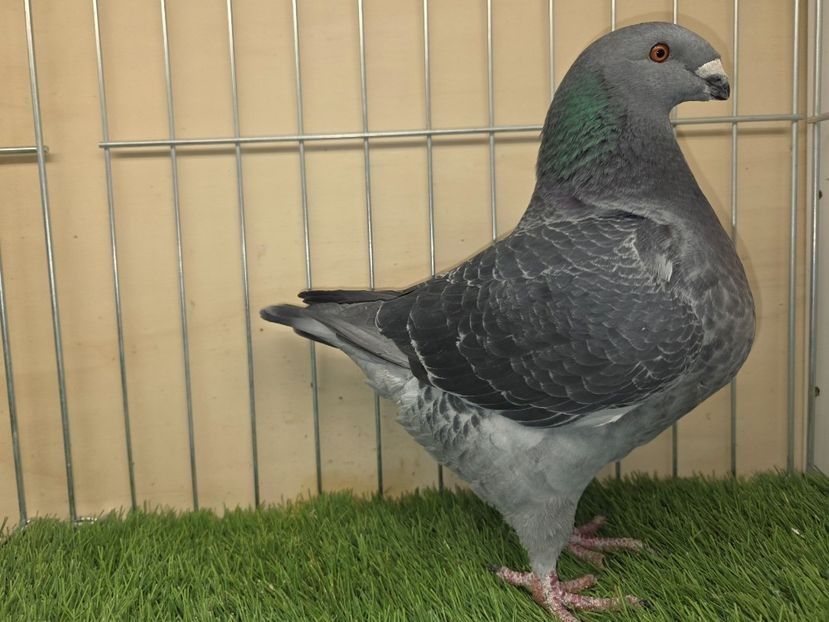 FEMELĂ 2025 - 13386 - REZERVATA A.S. - AGH REZERVAȚI