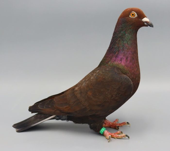  - Nu îmi aparțin 11