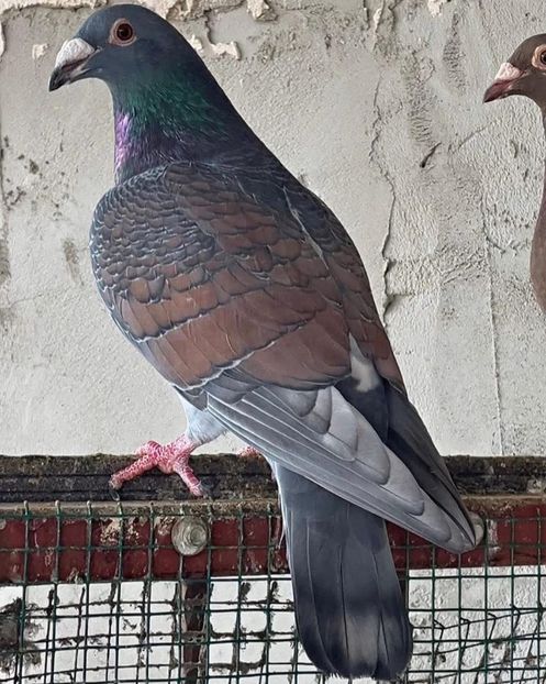  - Nu îmi aparțin 11