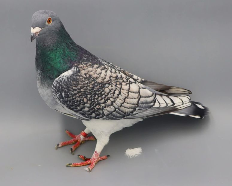  - Nu îmi aparțin 11