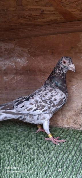  - Nu îmi aparțin 11