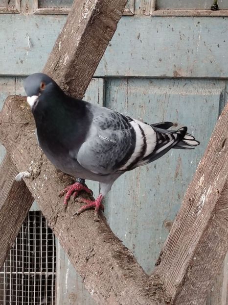  - Nu îmi aparțin 11