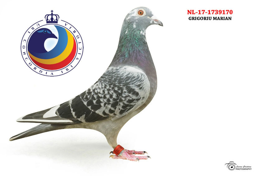 J.Jelema - DE VANZARE