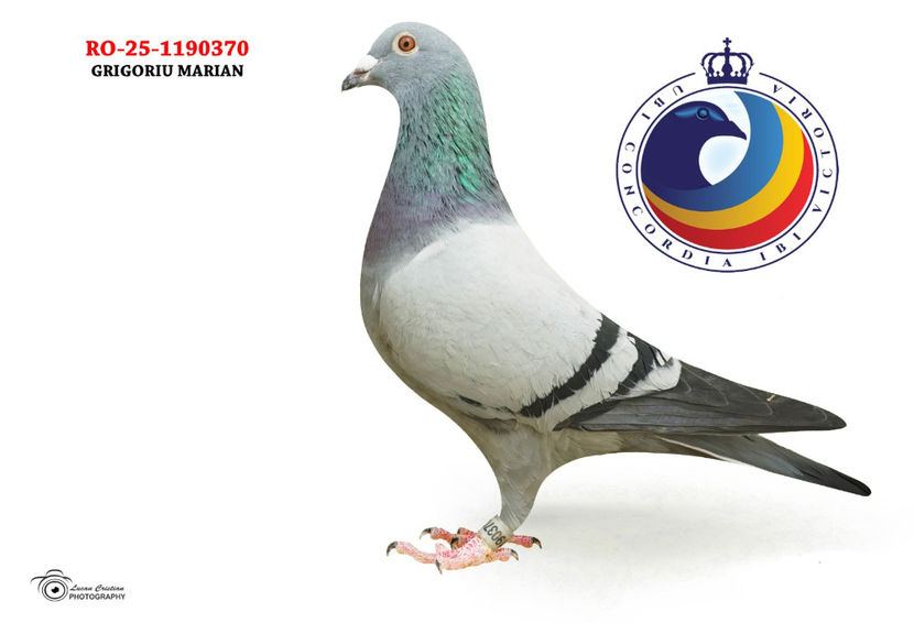 21 National x 81 National - DE VANZARE