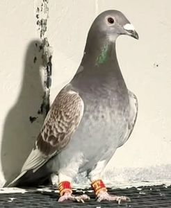  - Nu îmi aparțin 11