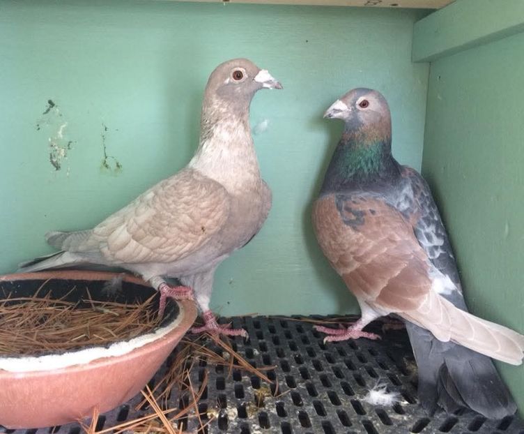  - Nu îmi aparțin 11