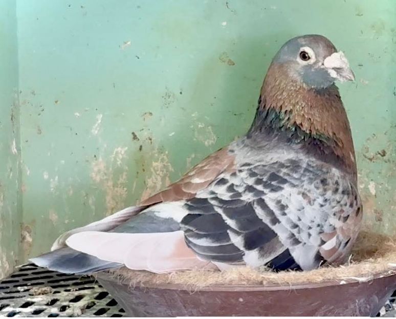  - Nu îmi aparțin 11