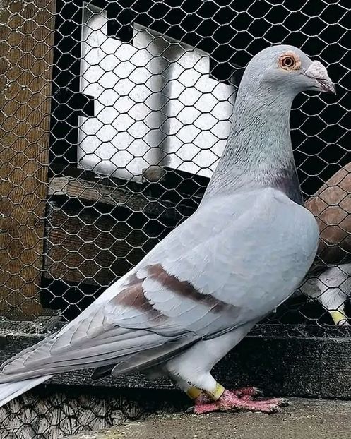  - Nu îmi aparțin 11