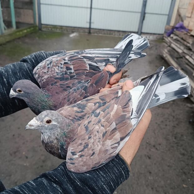  - Nu îmi aparțin 11