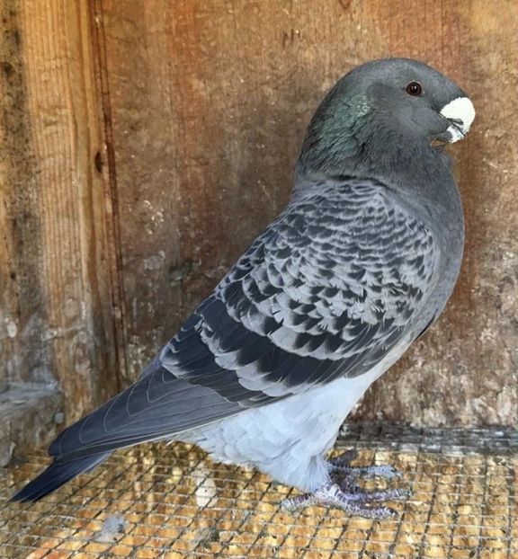 FEMELA 2024 - NPA 346 - IMPORT U.S.A. - MATCA FEMELE ASR 2026