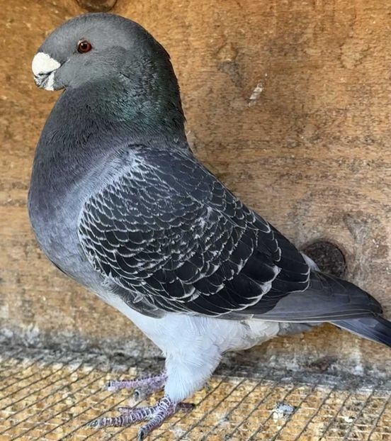 MASCUL 2024 - NPA 352 - PERECHI ASR 2026 - PLAN