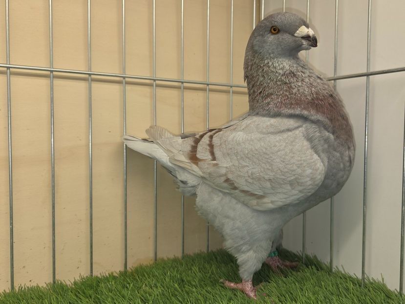 MASCUL 2025 - 13405 - MATCA MASCULI AGH 2026