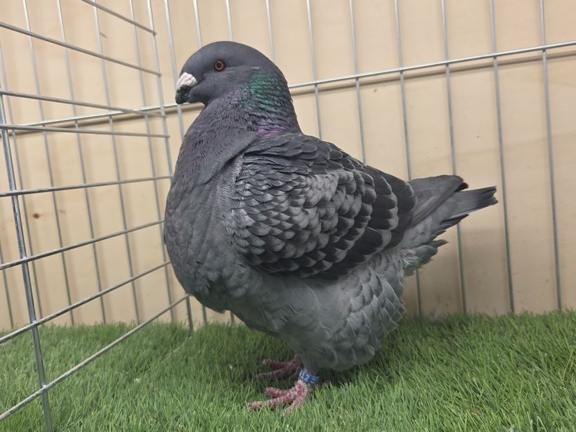 FEMELĂ 2024 - 7412 - MATCA FEMELE AGH 2026