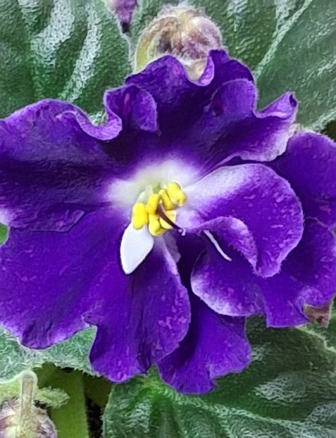 AV-Sekret - PORTRETE