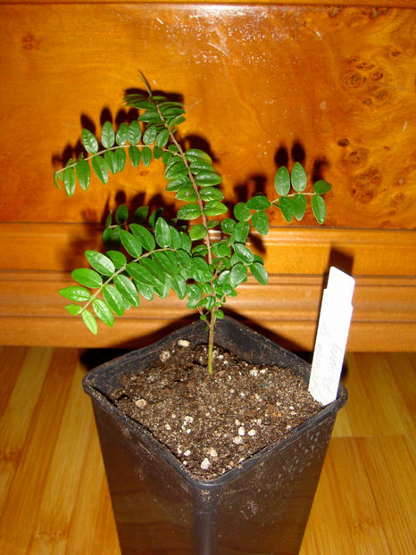 18.12.2025 - Myrciaria sp Pastora