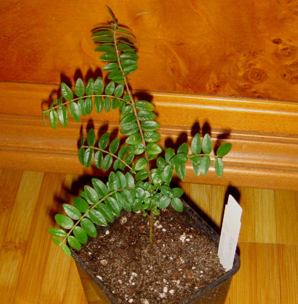  - Myrciaria sp Pastora