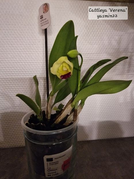 18.12.2025 - Flori la ghiveci 2025