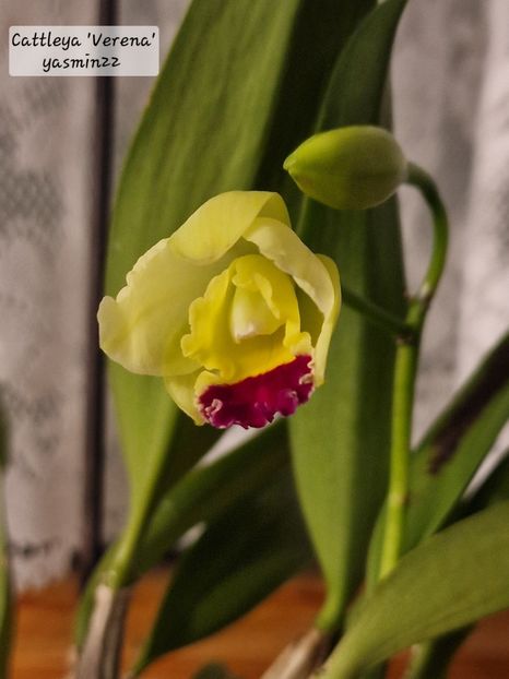 18.12.2025 - 6-Orchideele mele