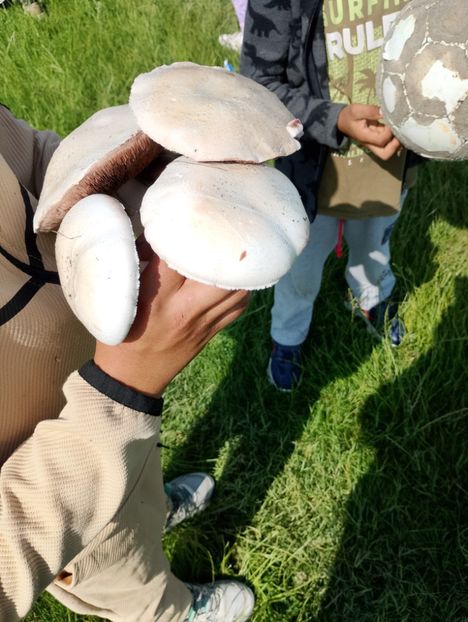  - 2024_25 cls 5a Daisoara