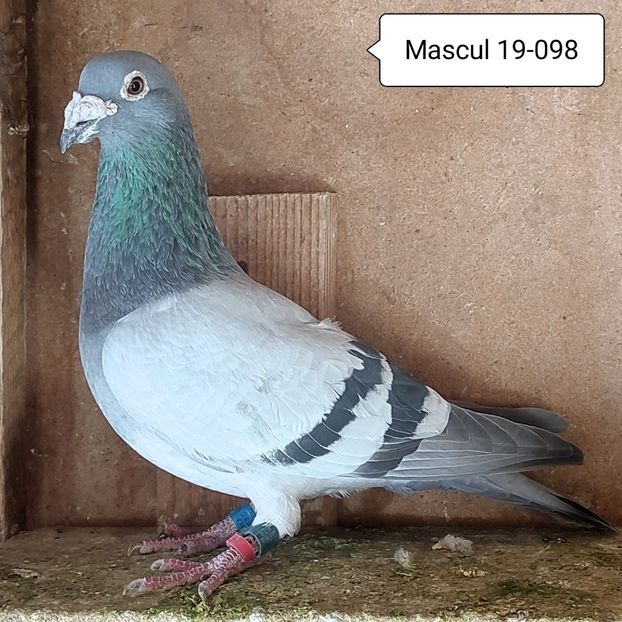 Mascul 19-098 - Porumbei vanduti