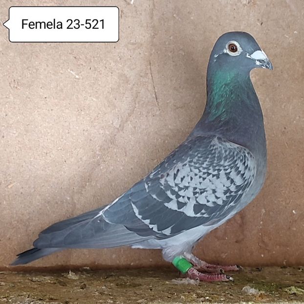 Femela 23-521 - Stropit