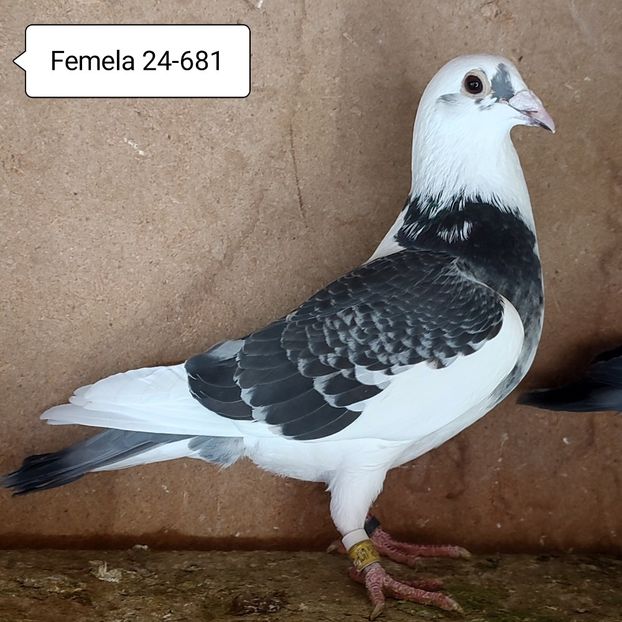 Femela 24-681 - Porumbei vanduti