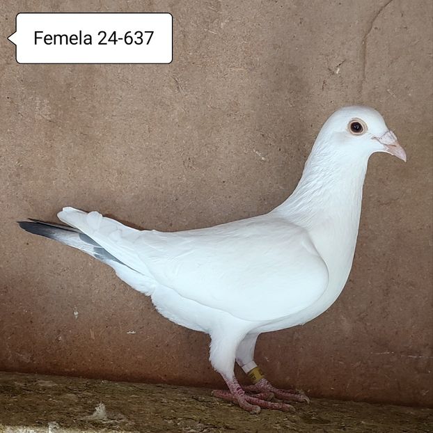 Femela 24-637 - Porumbei vanduti