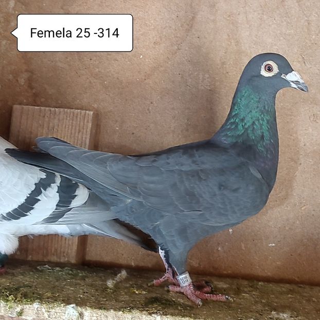 Femela 25-314 - Porumbei vanduti