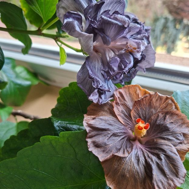 19.12.2025 - HIBISCUSI 2025-6