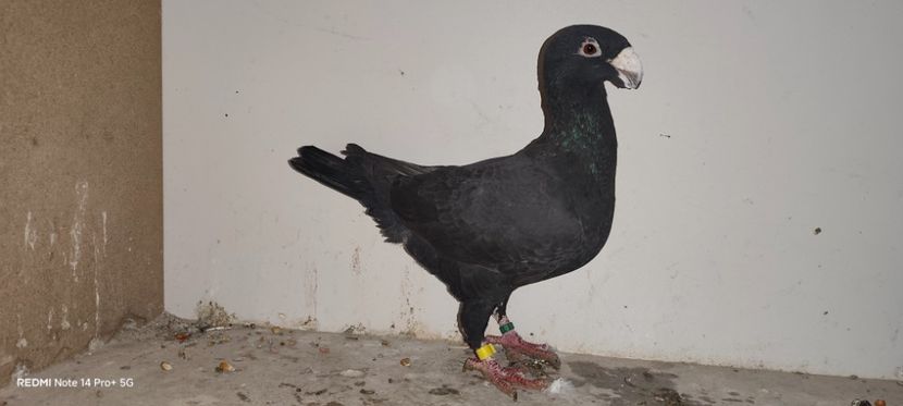  - Voiajor german de frumusețe