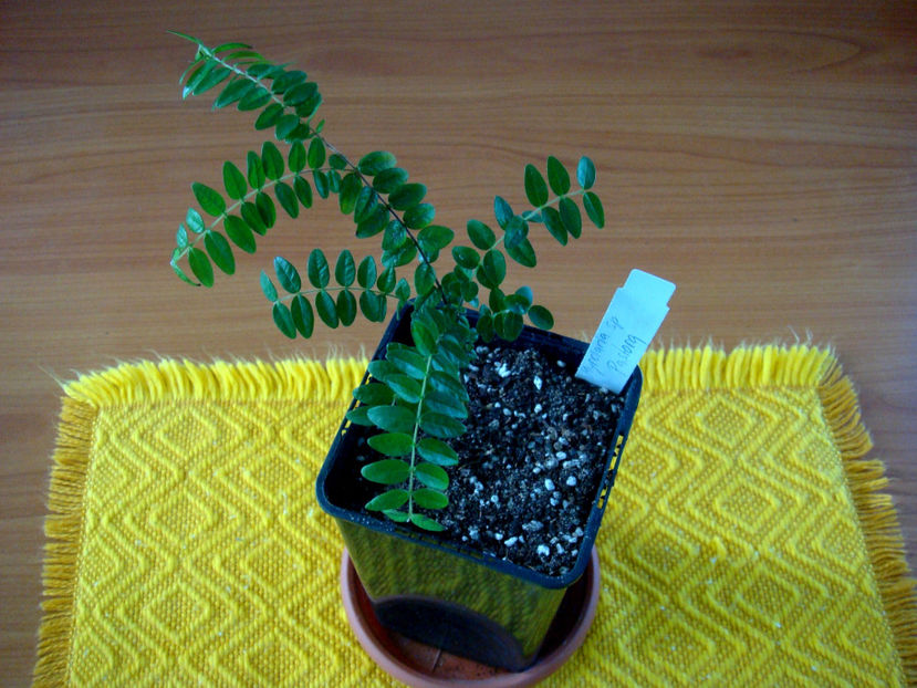  - Myrciaria sp Pastora