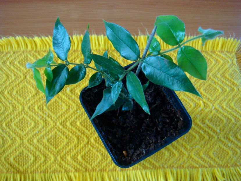 18.12.2025 - Myrciaria strigipes