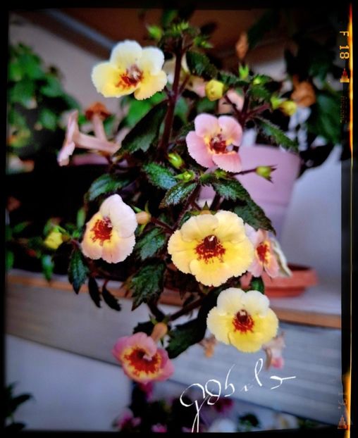 Yellow Queen Hy - A Pachet nr 7 rezervat