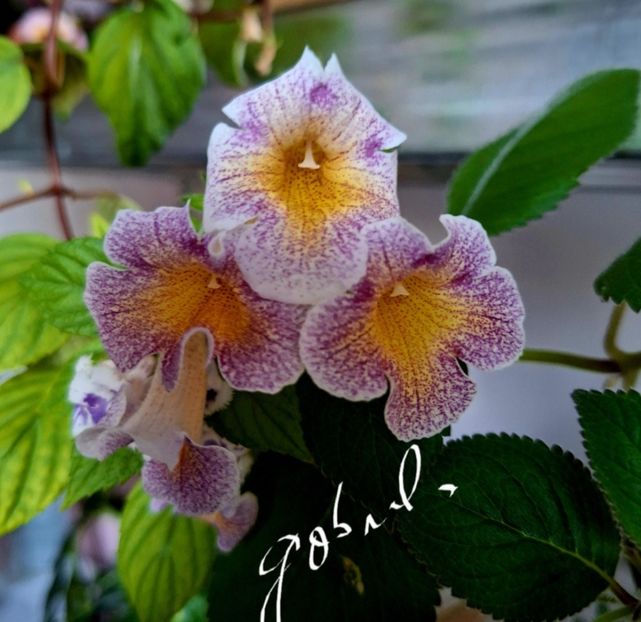 MM S Mihail - A Pachet nr 7 rezervat