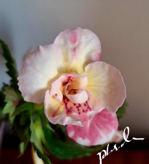 Luke Leung - A Pachet nr 7 rezervat