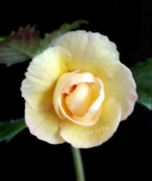  - A Pachet nr 7 rezervat