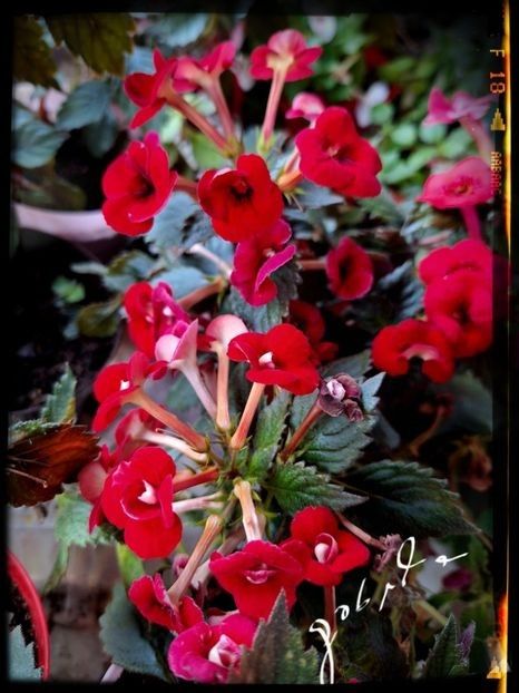 Petite Fadette - A Pachet nr 8