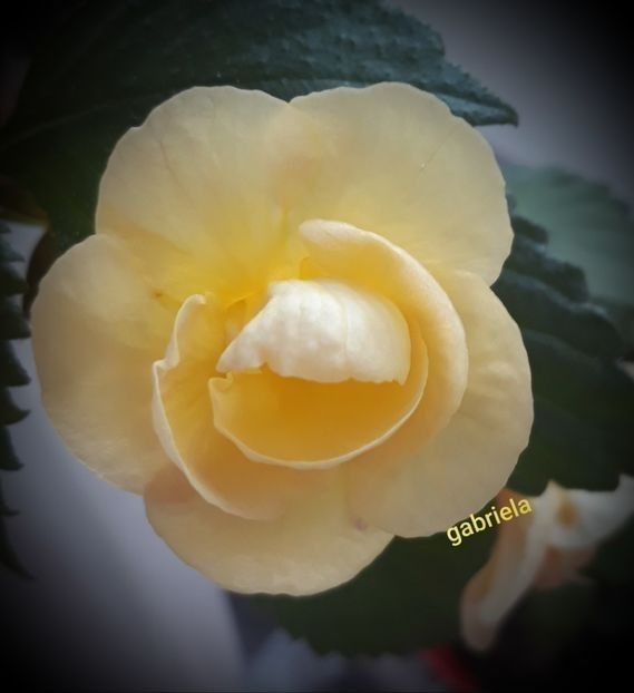 RF s Tropicana - A Pachet nr 8