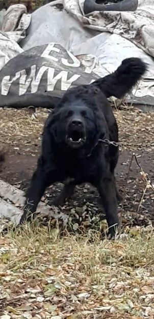 Screenshot_20251217-135217_Video Player - Femela ciobanesc corb