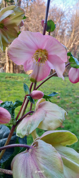  - Helleborus - Spanz