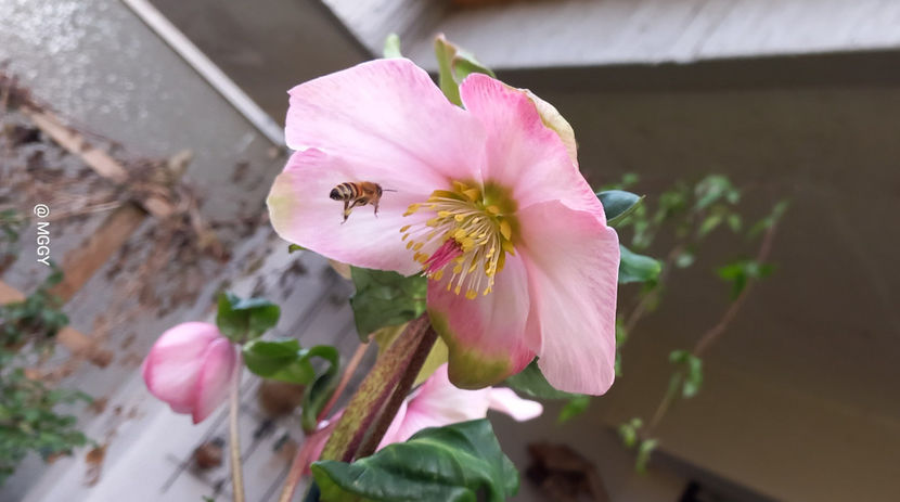  - Helleborus - Spanz