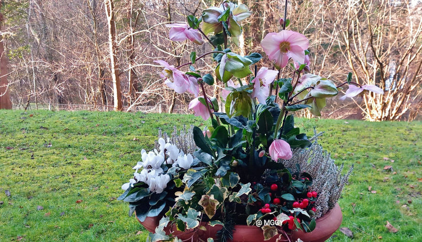  - Helleborus - Spanz