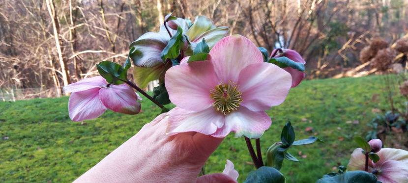  - Helleborus - Spanz