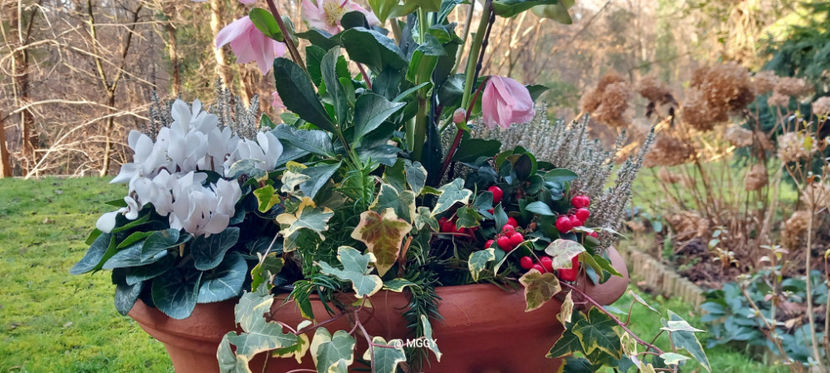  - Helleborus - Spanz