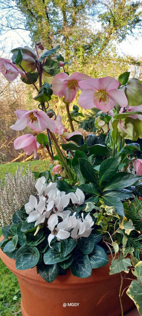  - Helleborus - Spanz