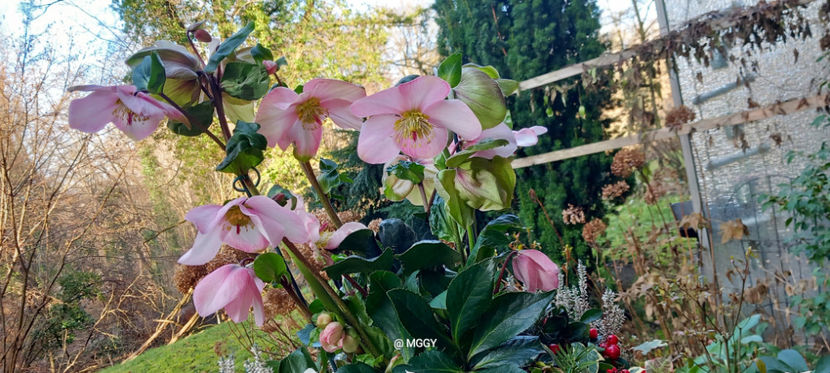  - Helleborus - Spanz