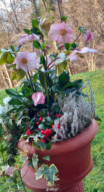  - Helleborus - Spanz