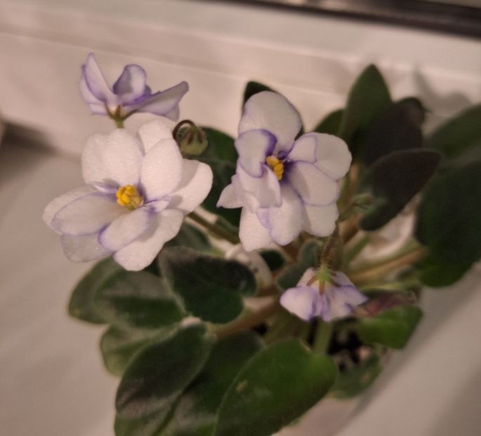  - Rob s Loose Noodle